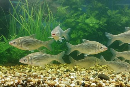 Alevino e Juvenil de Carpa Capim