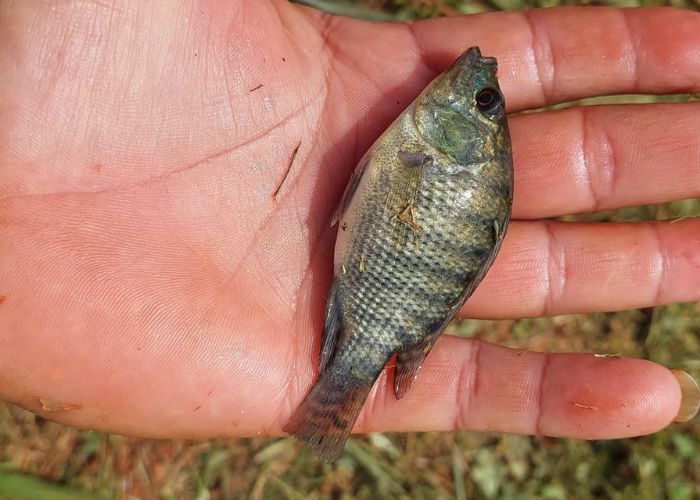 Alevino e Juvenil de Tilápia para Açudes e Criação