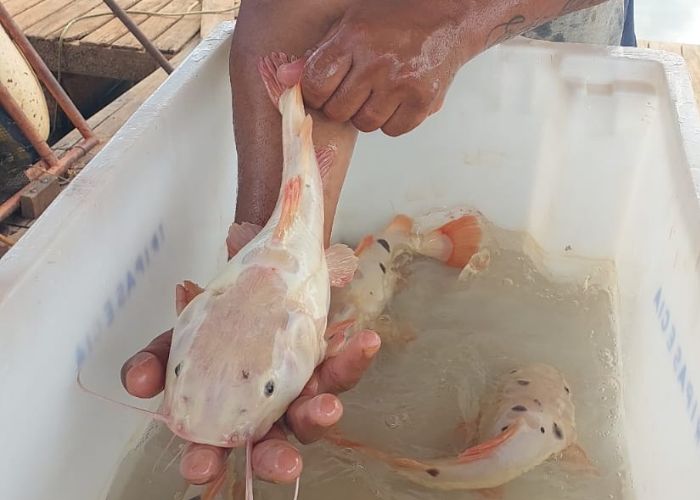 Alevinos e Juvenis de Pirarara Leocística para Açudes e Piscicultura