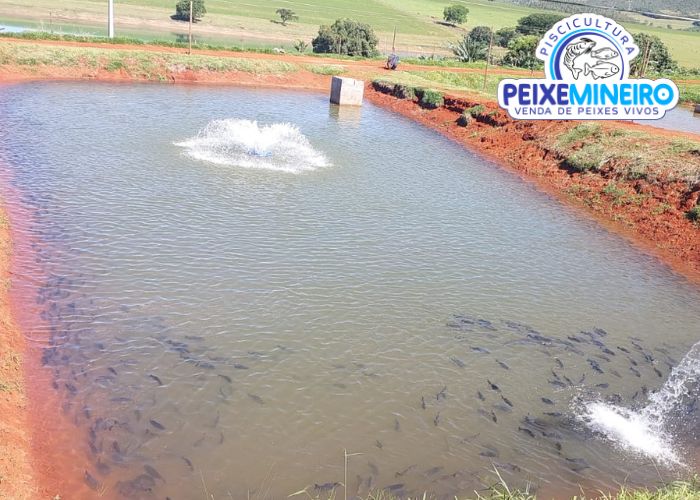 Bem-vindo à Piscicultura Peixe Mineiro Excelência da Água ao Produtor