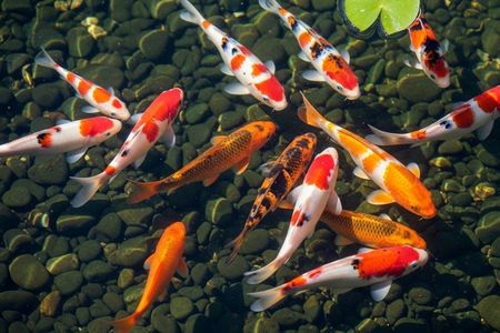 Carpa Koi
