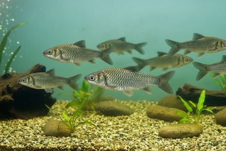 Carpa Prateada