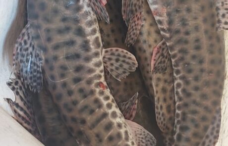 Pirarara 2